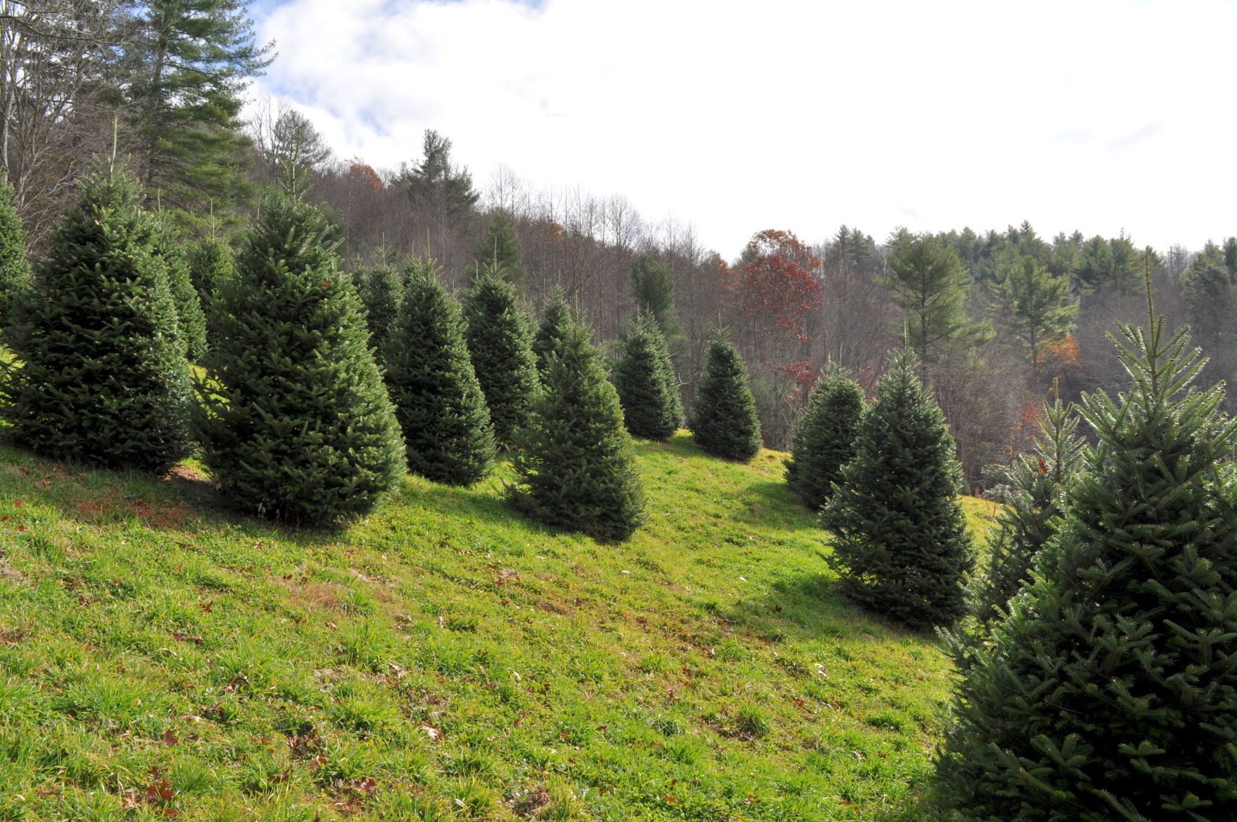 Swinging Bridge Farm big trees